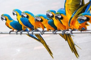 Web Traffic 